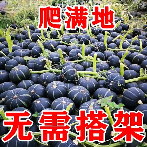 贝贝南瓜种子新品种超甜板栗味迷你南瓜种子甜面香糯高产蔬菜种子