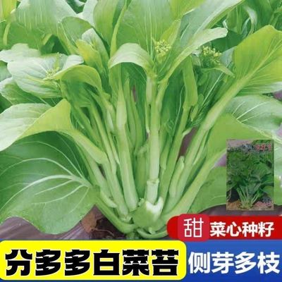 杂交早熟甜脆多芽白菜苔种子早熟高产侧芽多味甜软白菜心蔬菜种子