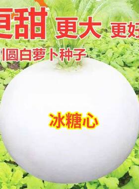 萝卜蔬菜种四季阳台