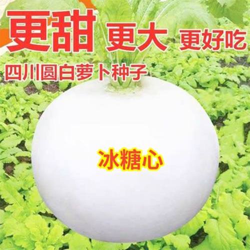 萝卜蔬菜种四季阳台