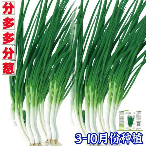 浓香型分多多分葱种子高产早熟分葱种籽农田庭院盆栽分葱蔬菜种子