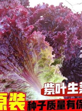 有机紫叶生菜种子奶油咖啡沙拉菜籽四季植耐寒热紫色蔬菜种子蔬菜