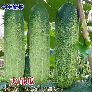 老品种压塌架本地黄瓜种子改良旱黄瓜种籽春秋季农家田园蔬菜种子