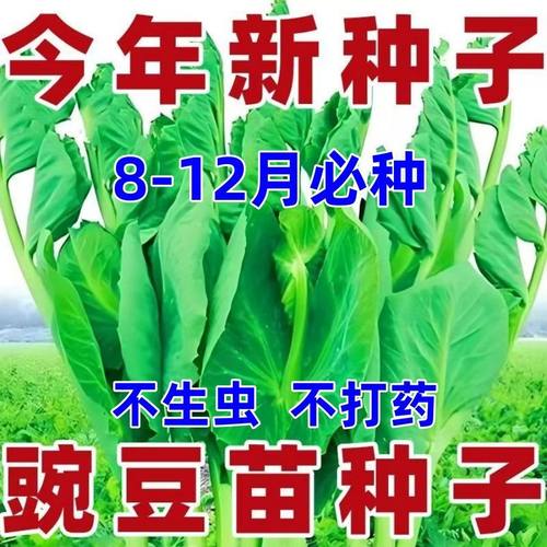 【全网推荐】无须豌豆苗种子特大豆尖水培荷兰豆芽碗豆尖芽菜种子