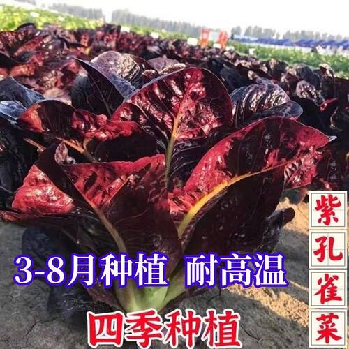 紫罗马孔雀菜种子 紫色直立生菜种子紫色孔雀菜四季盆栽菜园蔬菜