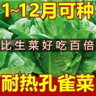 【四季孔雀菜种子】直立生菜沙拉菜易种耐热不生虫油麦菜蔬菜种子