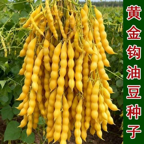 黄金钩架豆种子黄金勾东北油豆角籽无筋无柴黄色早熟高产蔬菜种籽