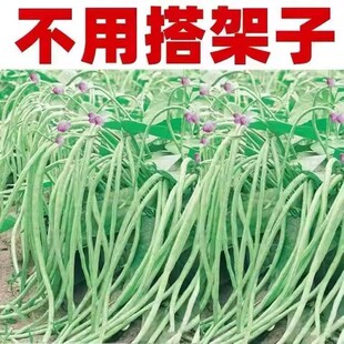 优质无架长豆角种子颗粒饱满出芽率高无需搭架四季豆角种子