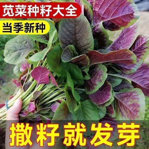 老品种大圆叶红苋菜种子苋菜籽四季阳台圆叶盆栽蔬菜农家菜籽