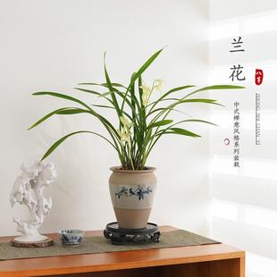 好养名贵带花苞花卉 建兰素心盆栽天香素浓香型观兰花植物室内四季