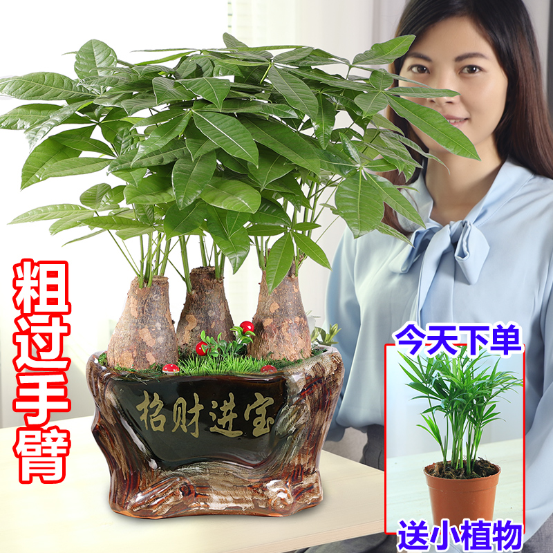 发财树盆栽植物室内招财 客厅办公室客厅开业包邮大型金钱小盆景