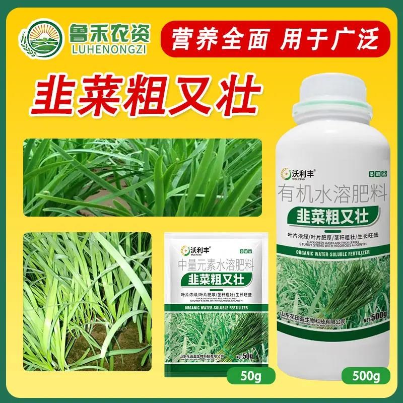 韭菜粗又壮黑又亮n增绿粗厚叶根抗倒伏黄干尖卷壮叶根烂面肥