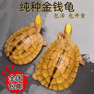 正宗金钱龟活物正宗南石金钱龟小乌龟招财龟活体龟招财小宠物龟苗