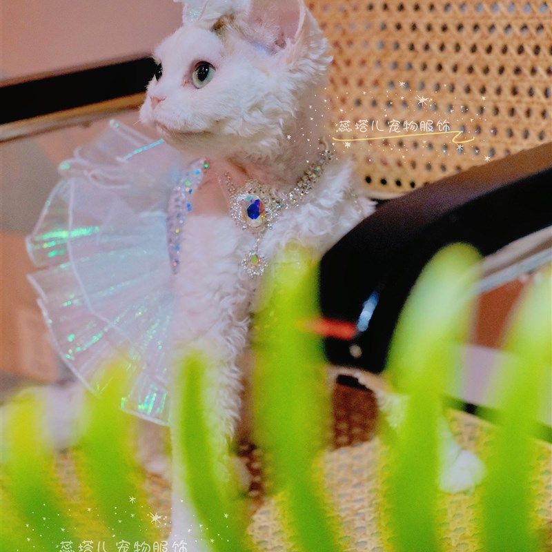 猫咪礼服裙德文亮片人鱼姬吊带裙夏装新款布偶连衣裙弹力大蝴蝶结,宠物/宠物食品及用品,猫宠物服装/雨衣（新）,淘宝优惠券,粉丝福利购,淘宝优惠卷