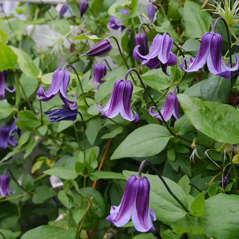 如古铁线莲花苗多年生攀援爬藤花卉可爱铃铛阳台观花藤蔓垂吊植物,鲜花速递/花卉仿真/绿植园艺,绣球/木绣球/木本植物,淘宝优惠券,粉丝福利购,淘宝优惠卷