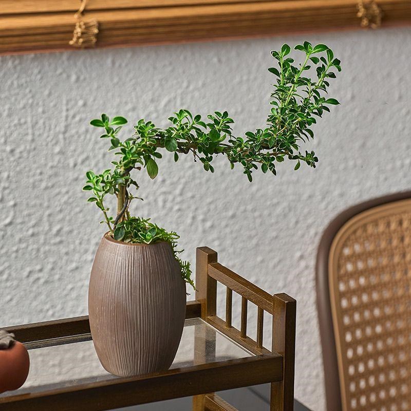 金边六月雪悬崖造型小盆栽植物办公桌面摆件室内开花盆栽高档盆景