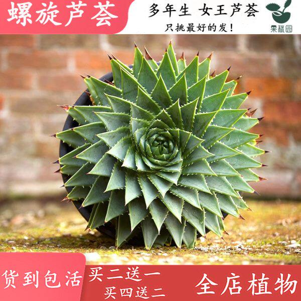 【螺旋女王芦荟】高山进口多叶旋转芦荟多肉稀有品种办公桌上盆栽