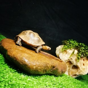 乌龟晒台爬台带饮水槽食盆 蜥蜴守宫蛇喂食器 爬宠陆龟饲养箱水盆