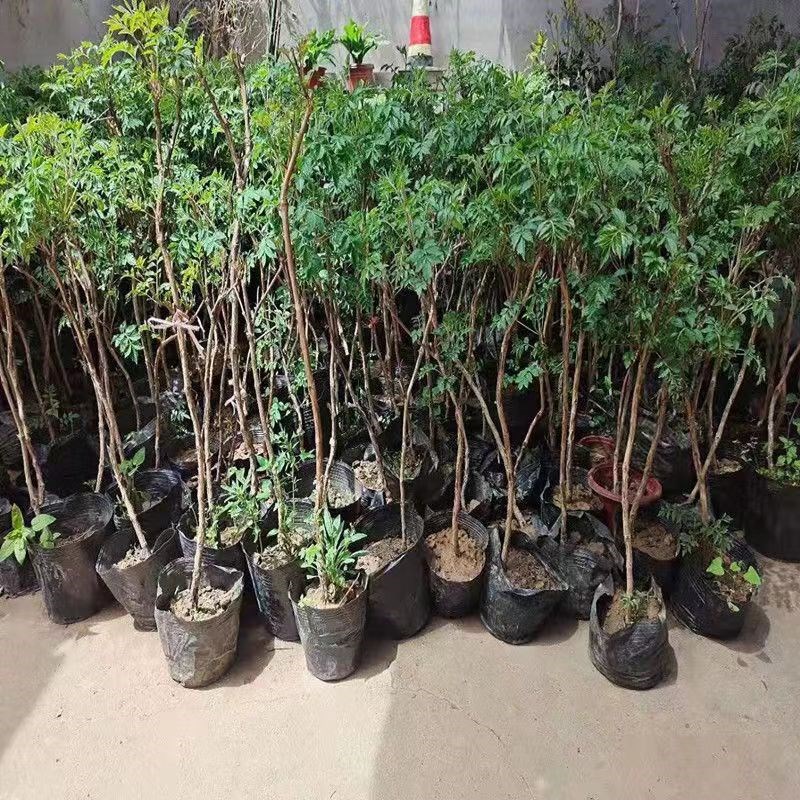 凌霄花 大苗庭院爬藤老桩树苗耐寒耐晒炮仗花