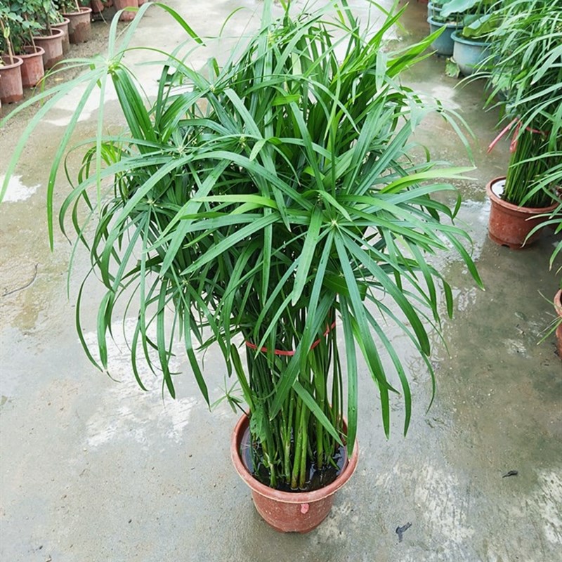 风车草水生植物水竹盆栽苗室外水池鱼塘旱伞草水培造景四季常青