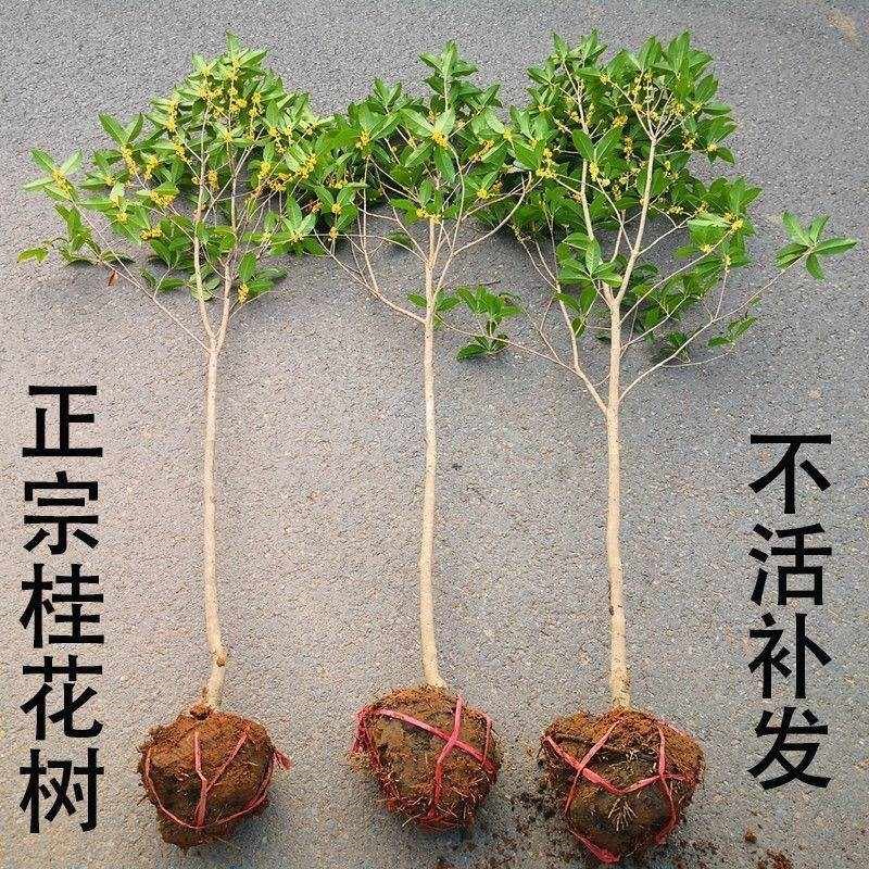 桂花树苗庭院地栽金桂丹桂原生桂树大树苗植物浓香花卉四季桂常青