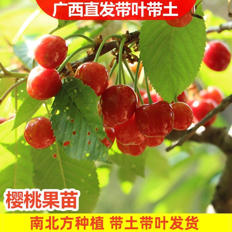 车厘子树苗樱桃树特大樱桃果苗美国嫁接南方种植当年结果地栽果树,鲜花速递/花卉仿真/绿植园艺,果树,淘宝优惠券,粉丝福利购,淘宝优惠卷