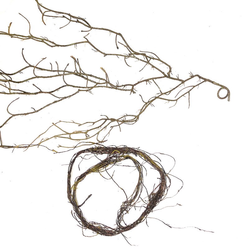 仿真树枝枯藤苔藓藤条枯藤树藤造型塑料藤蔓植物造景壁挂装饰软装