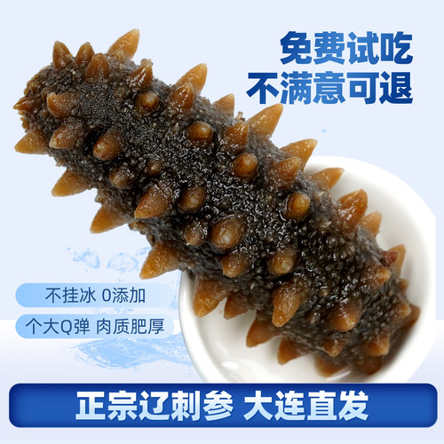 向阳渔港大连即食海参底播辽刺参