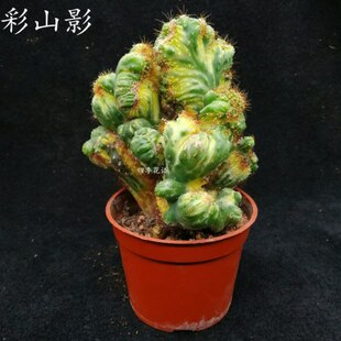 彩山影锦仙人掌 五指山类型的仙人掌 彩山影拳仙人山 仙人山植物