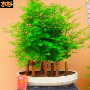 多杆式水杉造型杉树多株丛林式盆景办公室阳台绿植四季常青好养