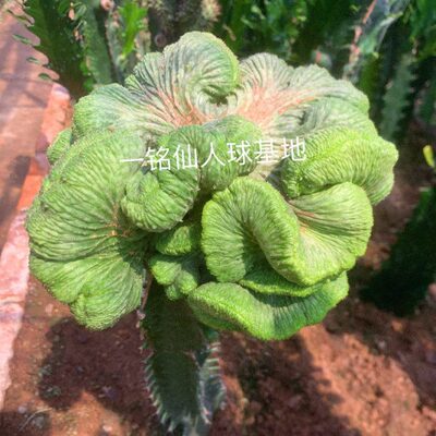 布纹球缀化大戟科仙人球稀有品种多肉植物仙人掌缀化进口变异绿植