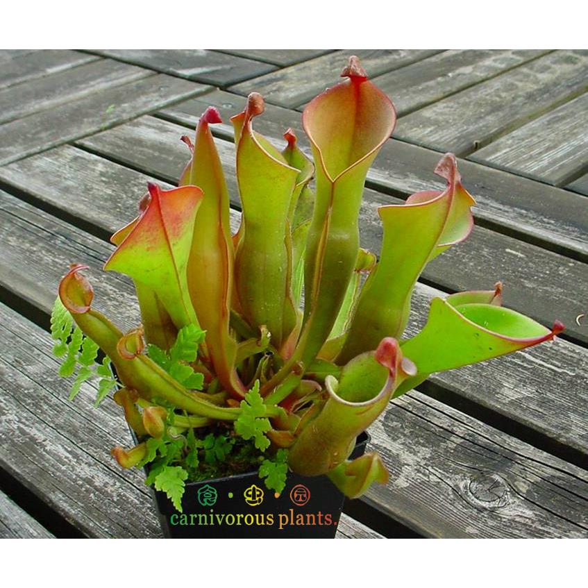食虫植物--垂花太阳瓶子草 稀有食虫草 美观造景