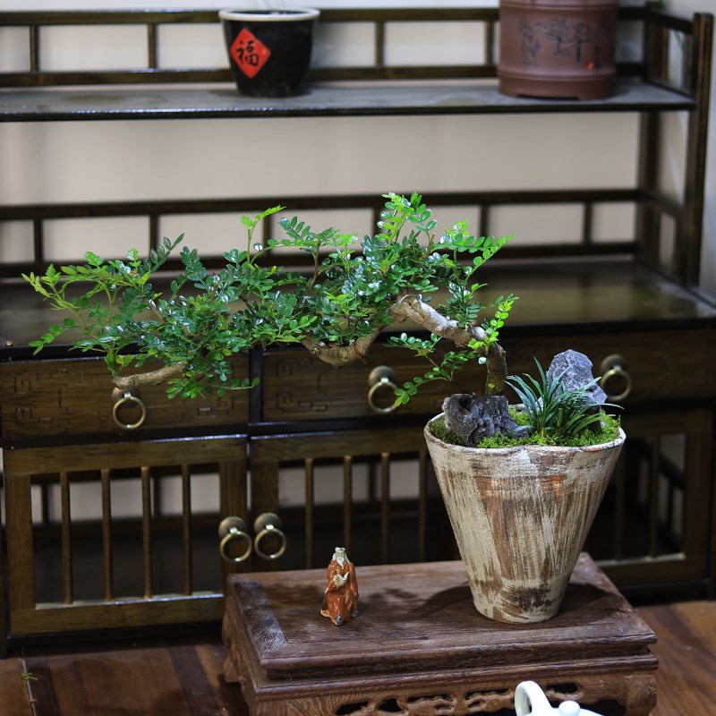 清香木盆栽绿植室内客厅办公室桌面造型盆景植物茶几摆件胡椒木