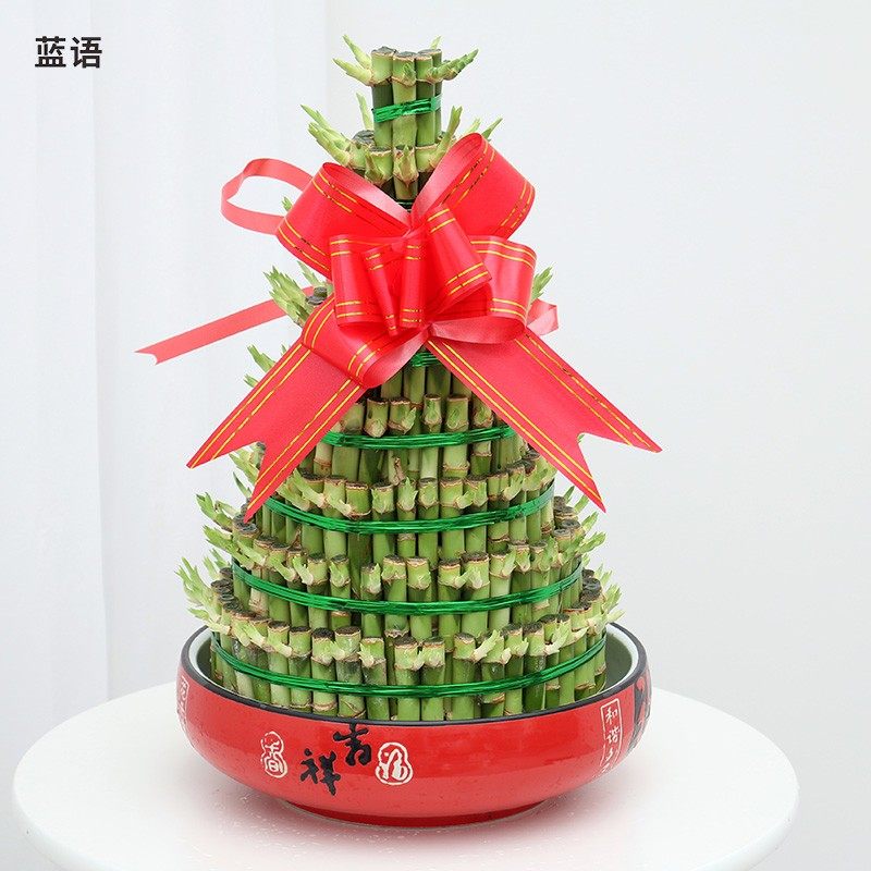 大八层节节高 富贵竹开运转运竹 办公室绿色植物水养水培绿植盆栽