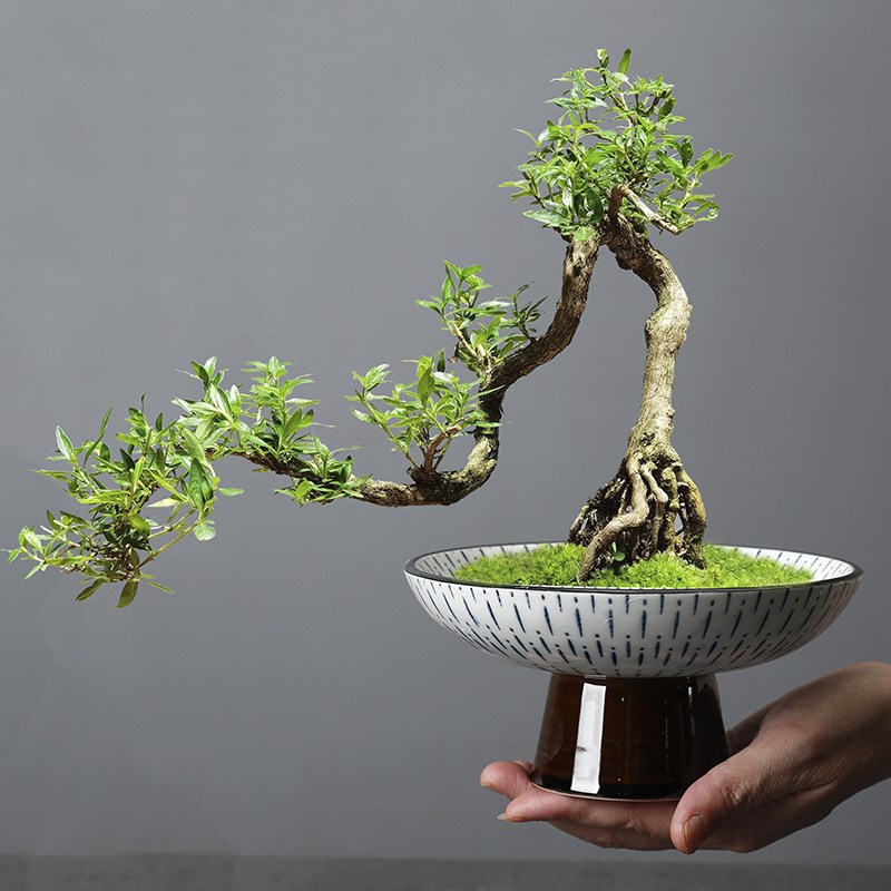 青花瓷绿植托盘盆栽苔藓球花盆日式花道插花样板房间书房茶室摆件