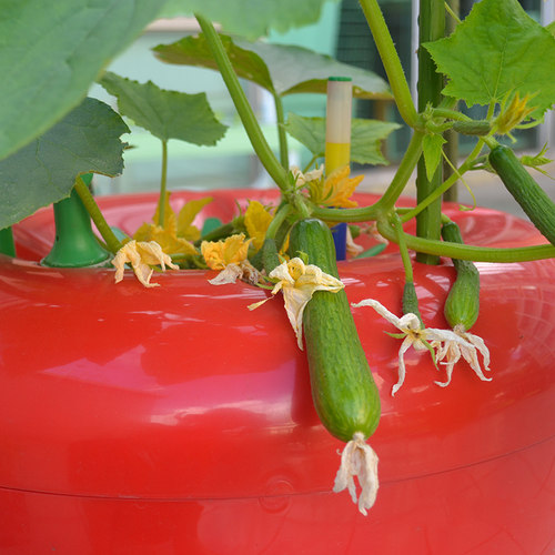 无土栽培设备机水培蔬菜果菜草莓家庭阳台餐厅种菜盆种花种菜神器