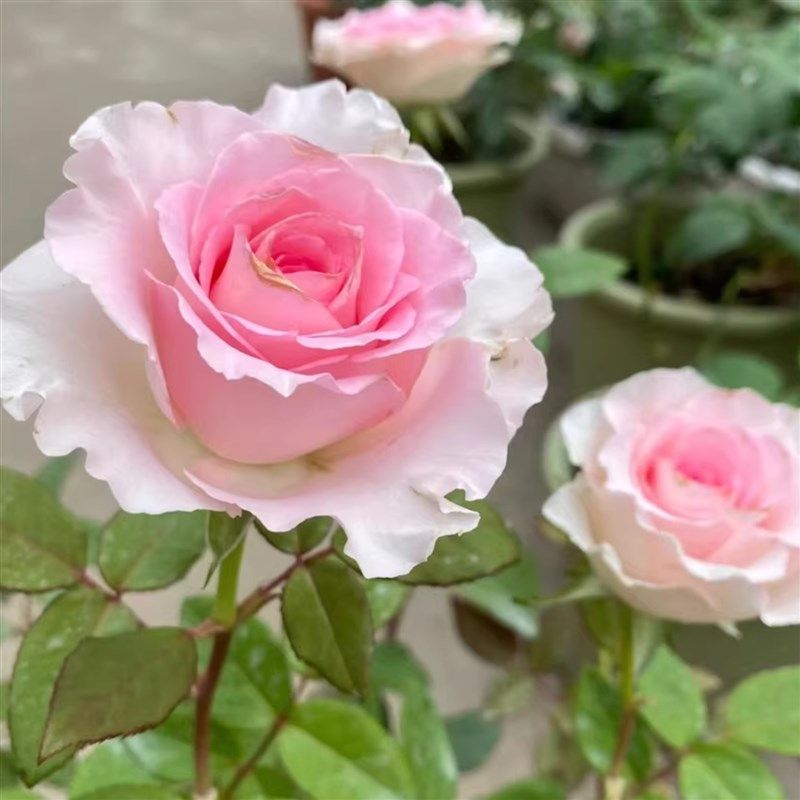 洛神月季花苗开花玫瑰小苗四季盆栽花卉爬藤植物藤本蔷薇树苗绿植,鲜花速递/花卉仿真/绿植园艺,月季/蔷薇/玫瑰,淘宝优惠券,粉丝福利购,淘宝优惠卷