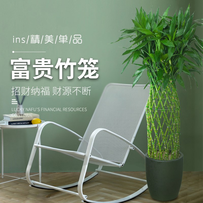 富贵竹笼盆景植物室内客厅大开业乔迁招财办公室无锡绿植同城配送