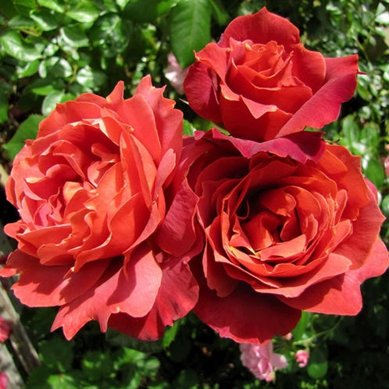 火热巧克力月季四季浓香灌木大花苗阳台盆栽庭院地栽切花玫瑰欧月