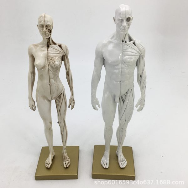 30cm绘画参考头骨模型半胸像艺用人体肌肉骨骼解剖结构 美术速写