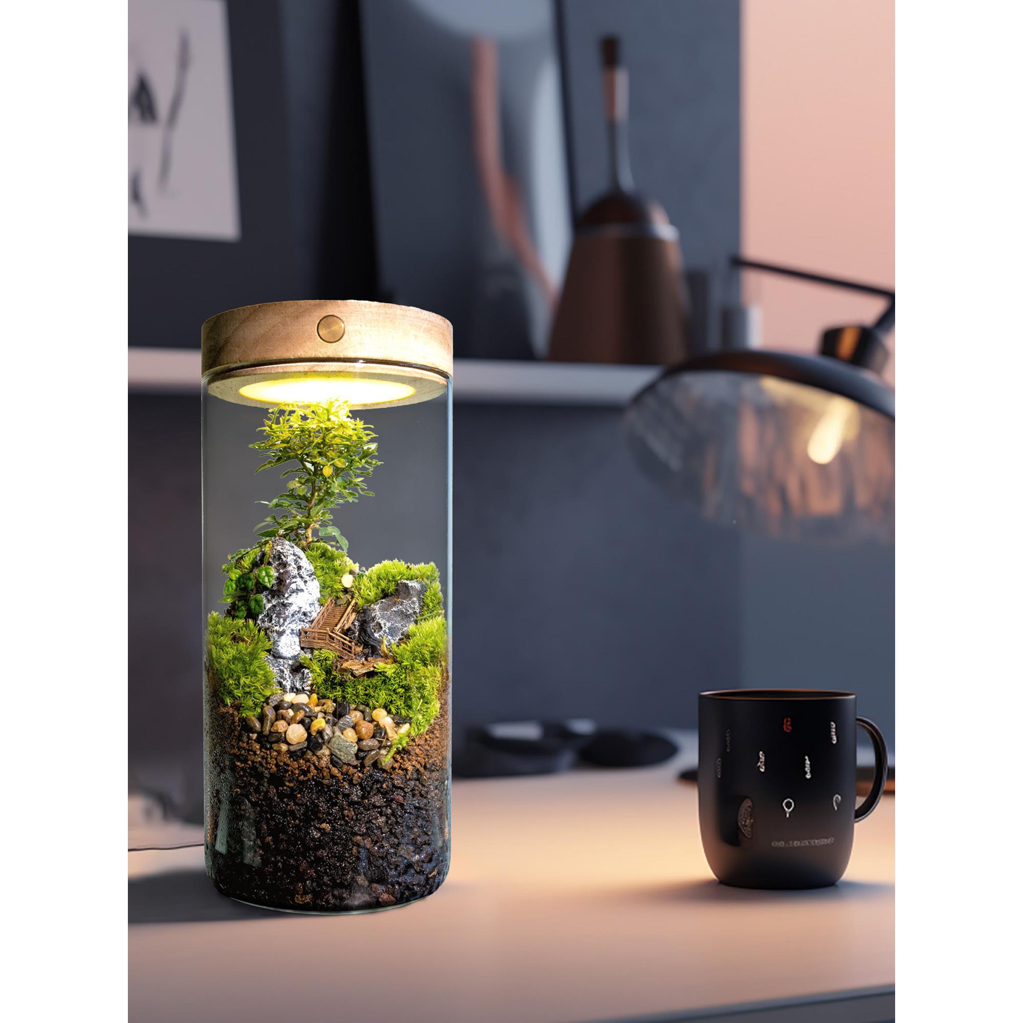 丘辰苔藓微景观生态瓶公办青绿室内桌面鲜活SKJ植DIY造景盆栽小摆