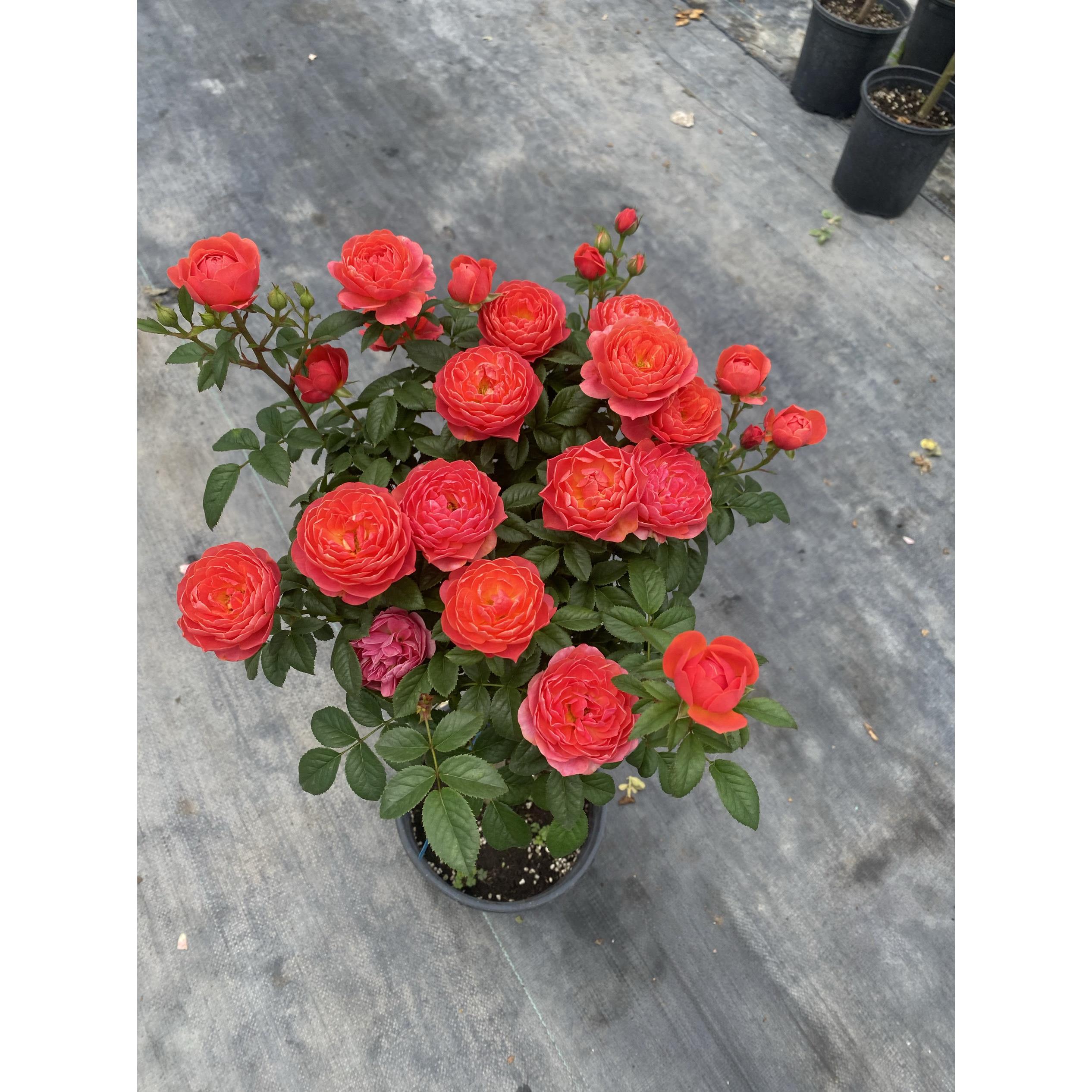 一物拍树植桩月季花盆栽阳台庭苗院GTE花园耐一热花卉物多季开花
