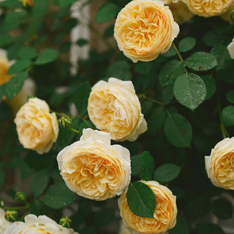 欢笑格鲁吉亚奥斯汀四季大花浓香爬藤玫瑰耐寒藤本月季蔷薇花大苗