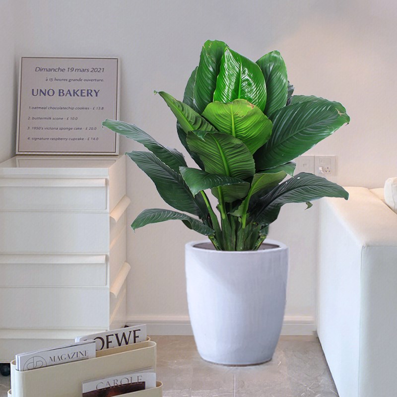 绿巨人盆栽 室内大叶落地大植物客厅阳台净空气办公室易养活绿植