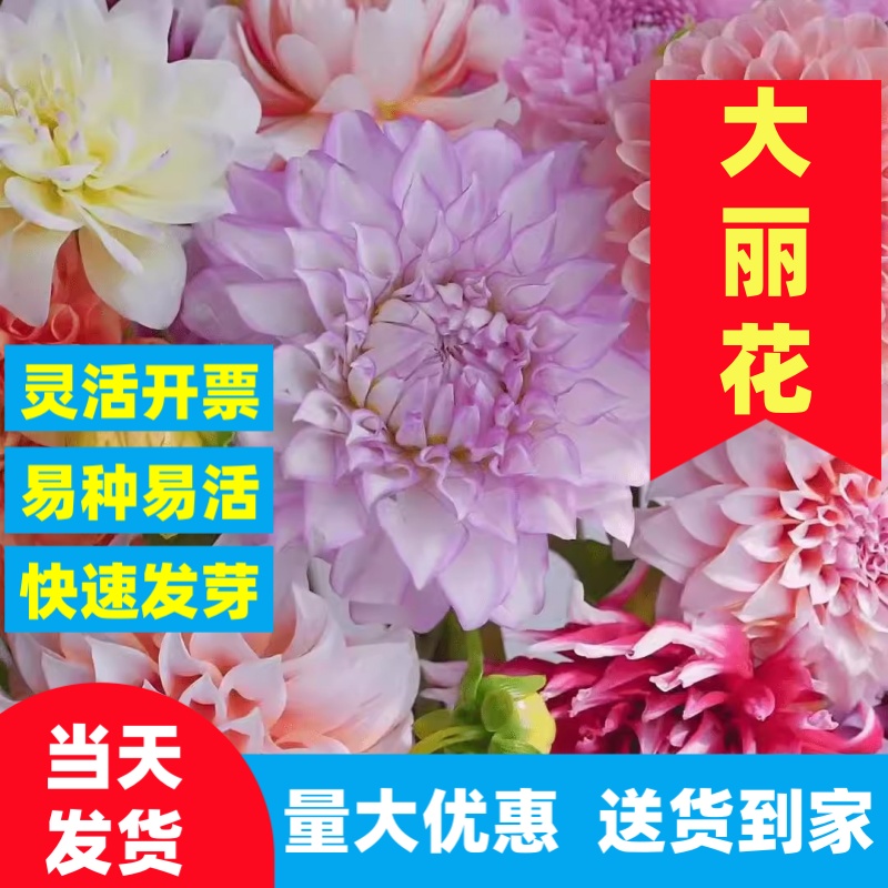 大丽花宿根花卉耐热易活庭院室外草花太阳花种籽孑