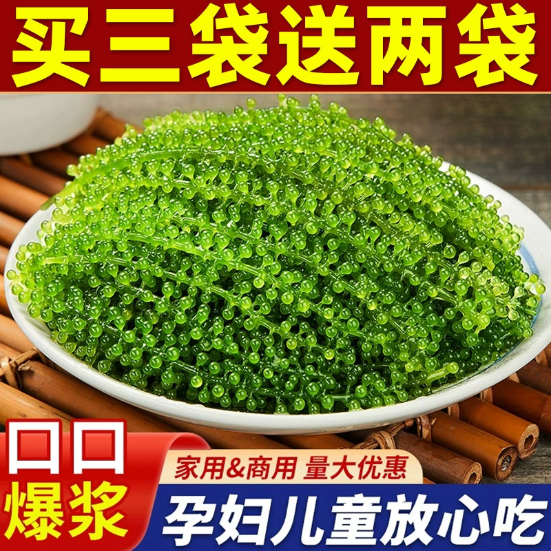 央妈推荐海葡萄即食儿童新鲜海草海藻商用压缩凉拌菜干货小孩吃的