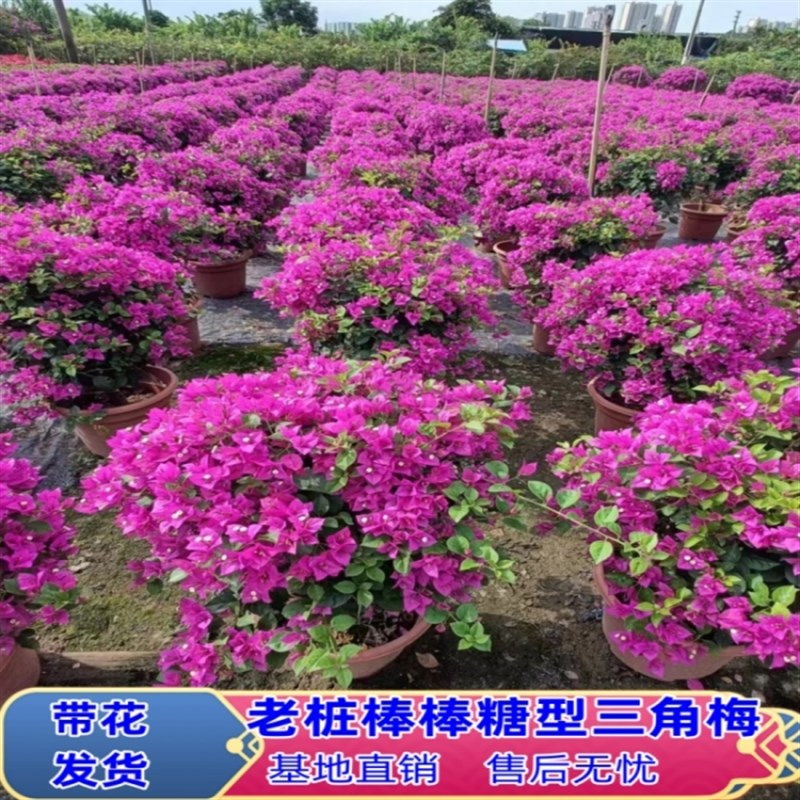 三角梅盆栽带花四季开花植物棒棒糖型老桩三角梅盆景别墅庭院观景