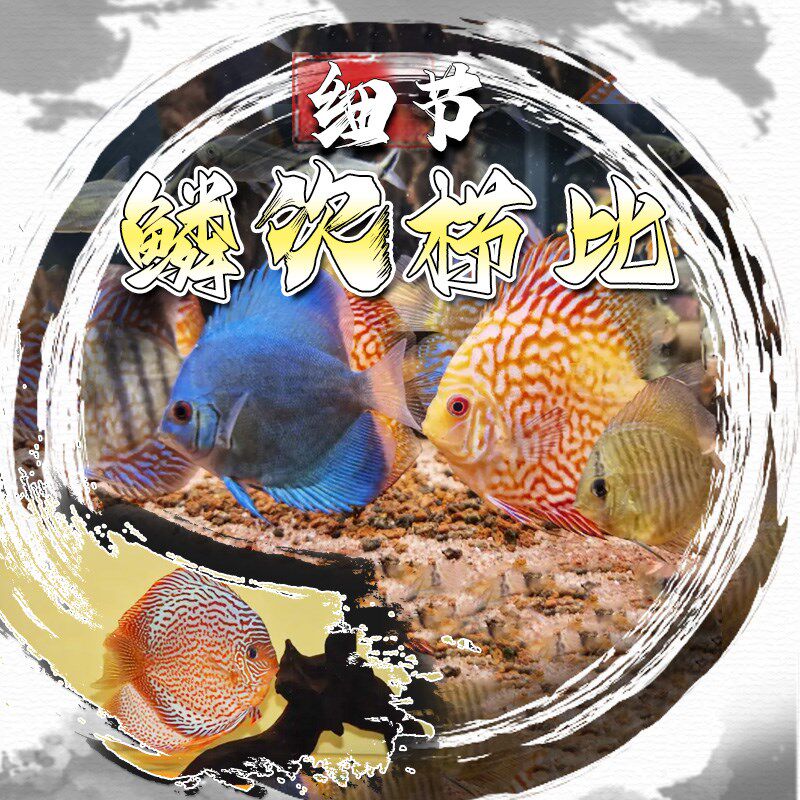 七彩神仙鱼观赏鱼热带鱼燕鱼红松石财神鸽子天之蓝黄妃红黄卡白雪