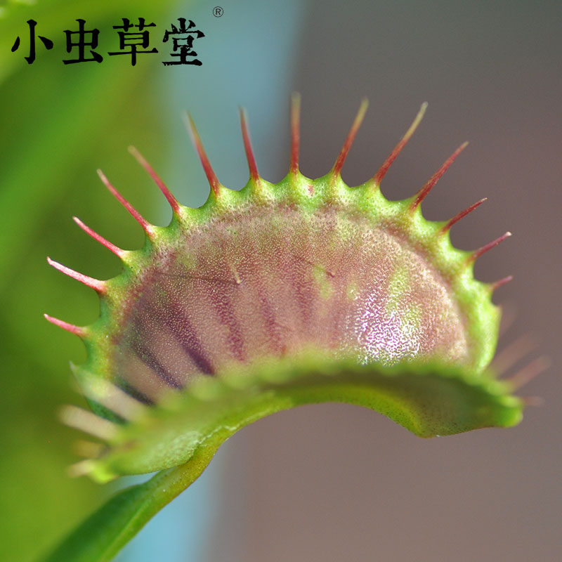 长柄捕蝇草奇花异草大型盆栽绿植食人花野蛮植物食肉植物食虫植物
