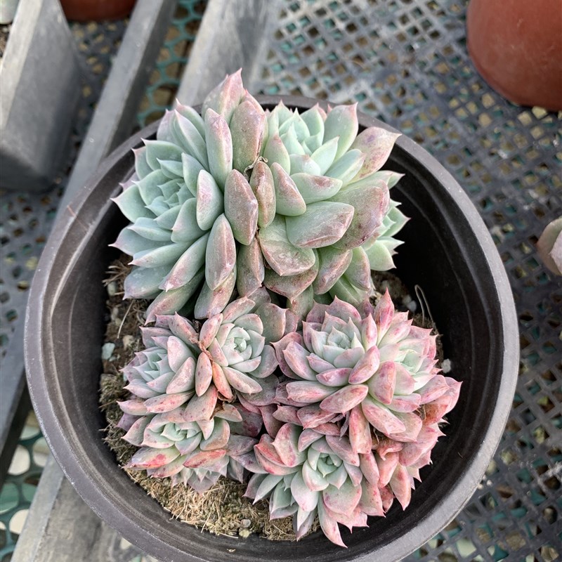 一物一拍精品多肉波塞冬粉蜡三年多大群生盆栽植物